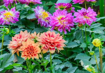 Annual flowers
