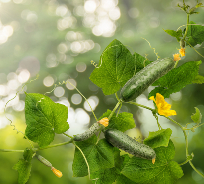 Cucumbers in a garden