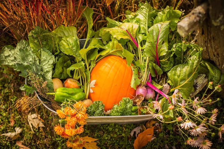 Fall Gardening