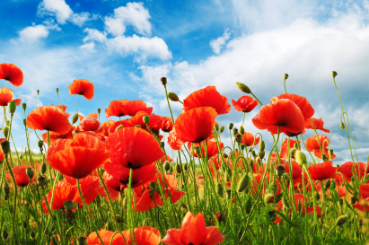 Perennial flowers