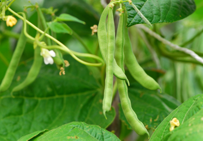 Green beans in a garden