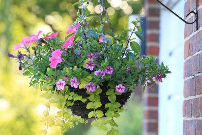 Flowers in a hanging basket