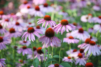 Perennial flowers