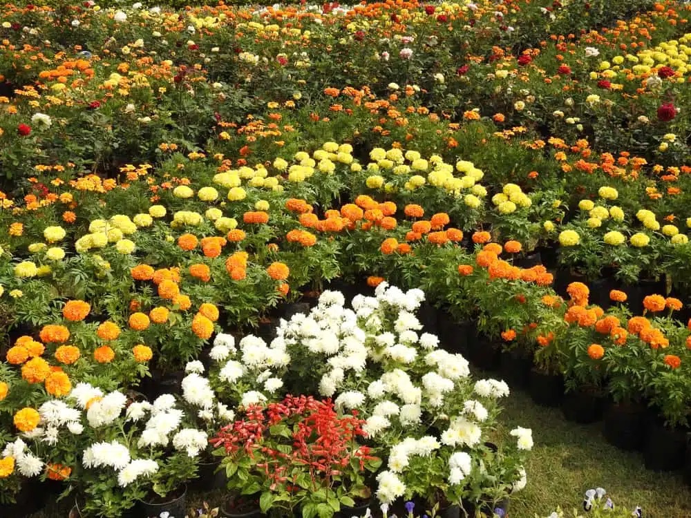 Perennials in Minnesota