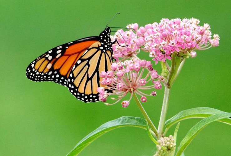 Butterfly on milkweed