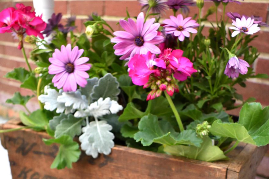 Potting Party flowers