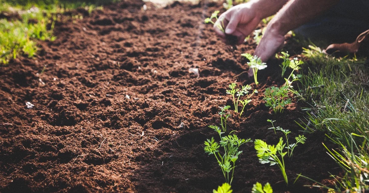 Preparing garden soil