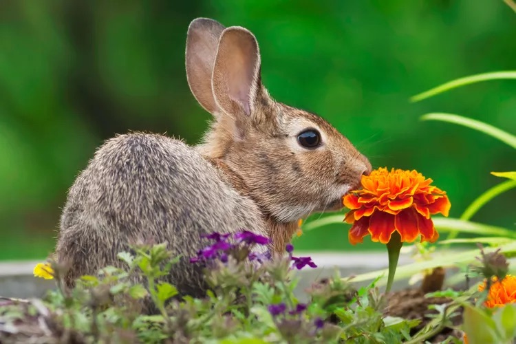 Garden pest control