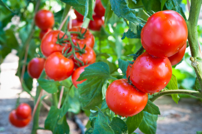 Tomatoes in a garden