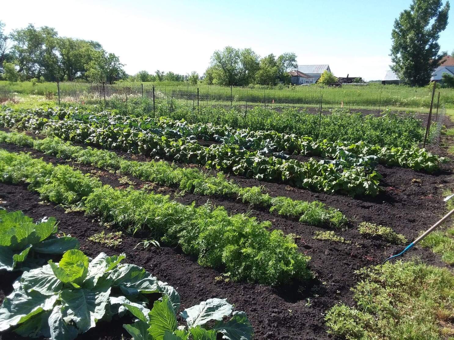 Vegetable Garden